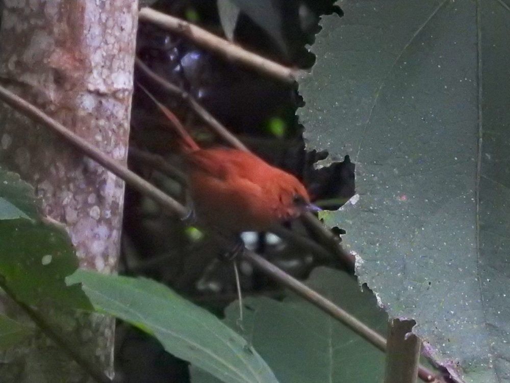 Black-throated Spinetail - ML610705728