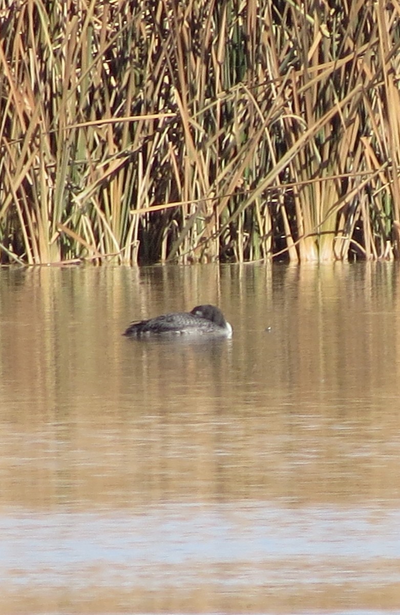 Common Loon - ML610705766