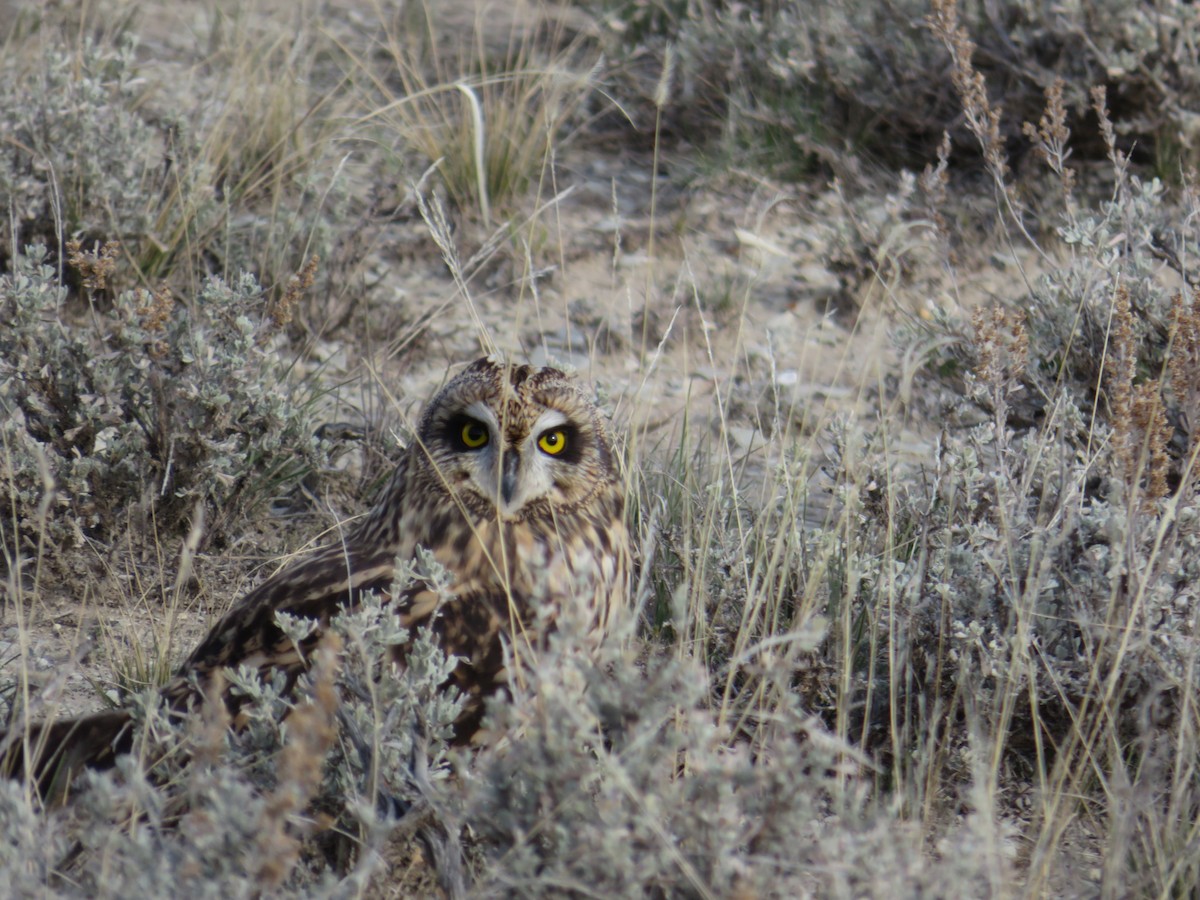 Short-eared Owl - Jaz McDonald