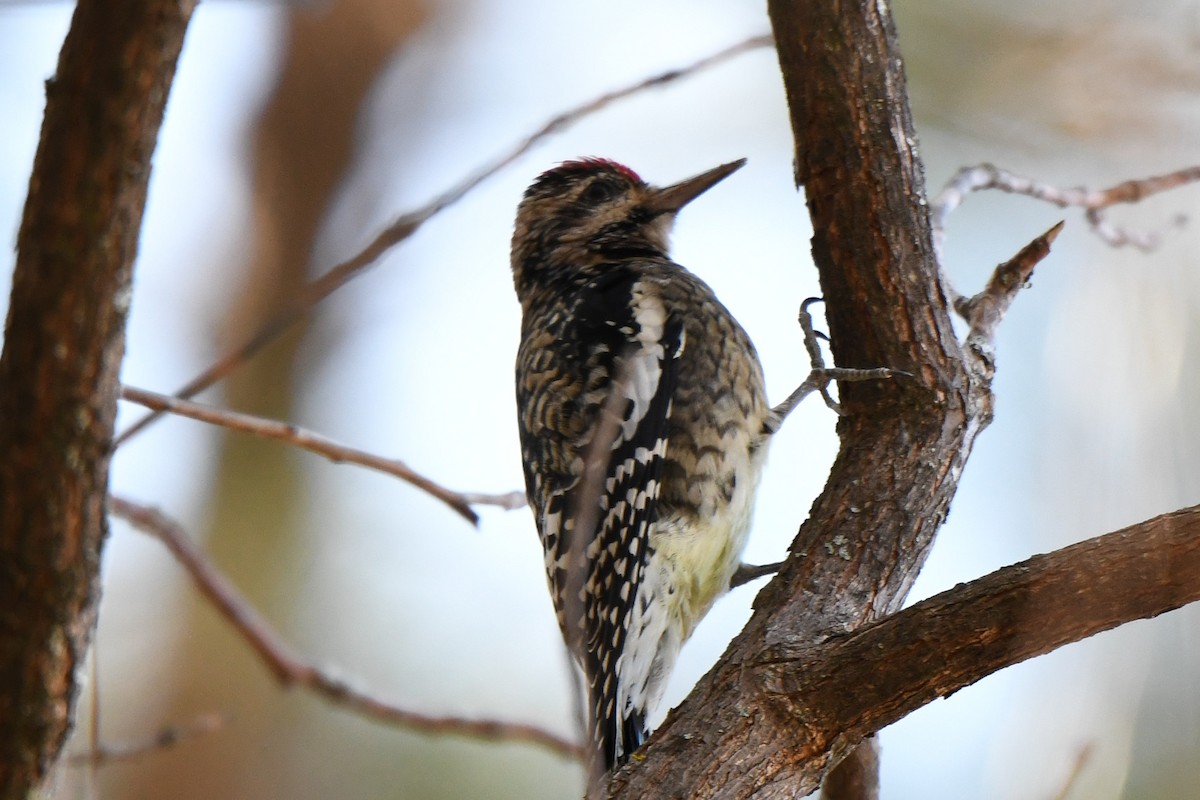 Yellow-bellied Sapsucker - ML610705797