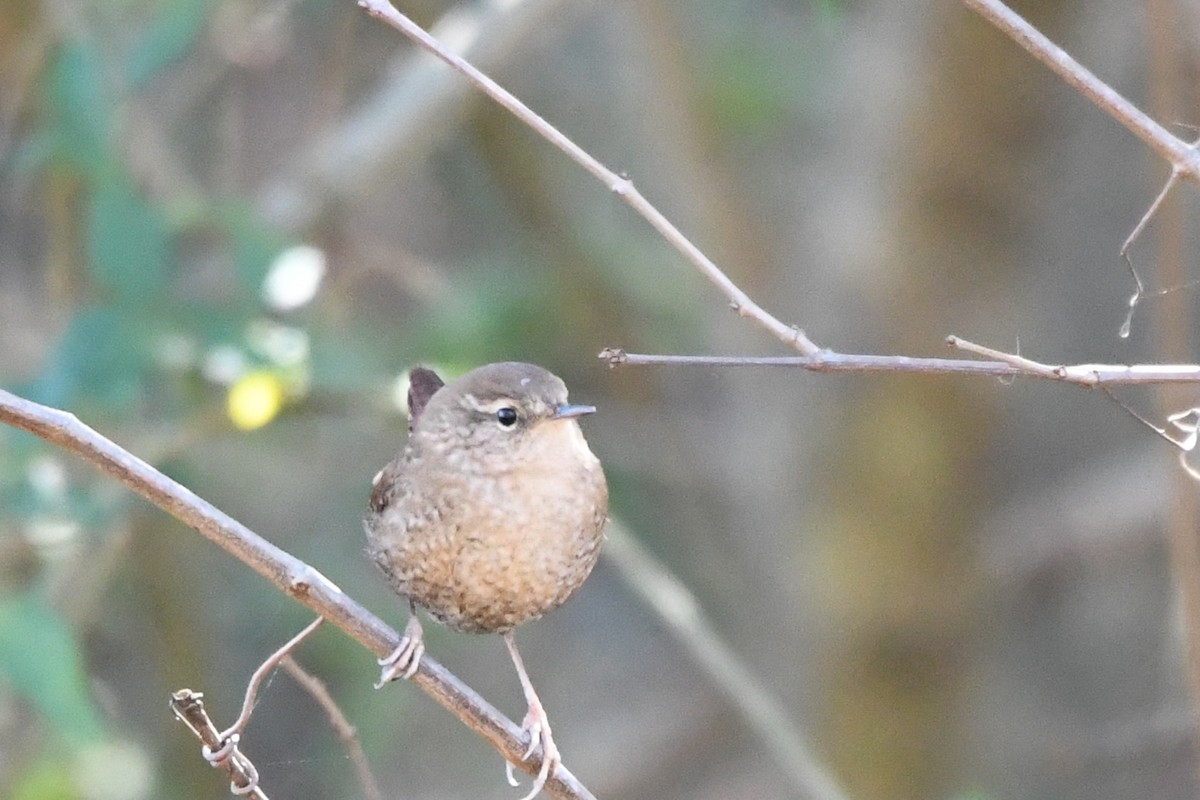 Winter Wren - ML610705804