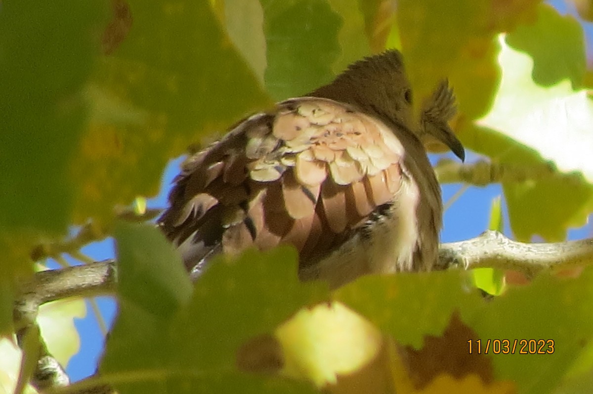 Ruddy Ground Dove - ML610705807