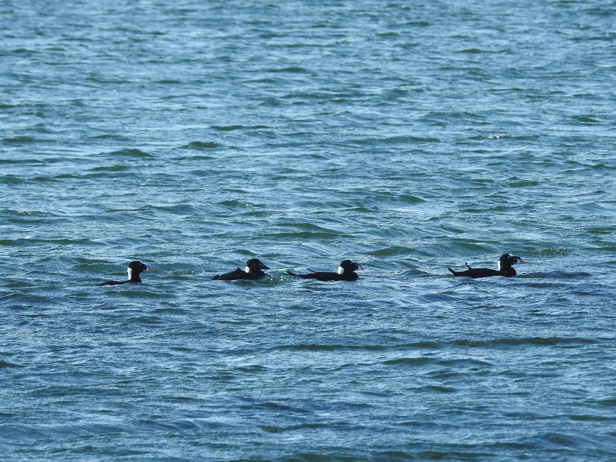 Surf Scoter - ML610705863