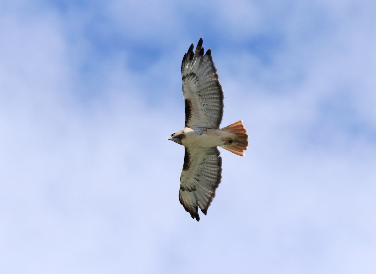Red-tailed Hawk - ML610705867