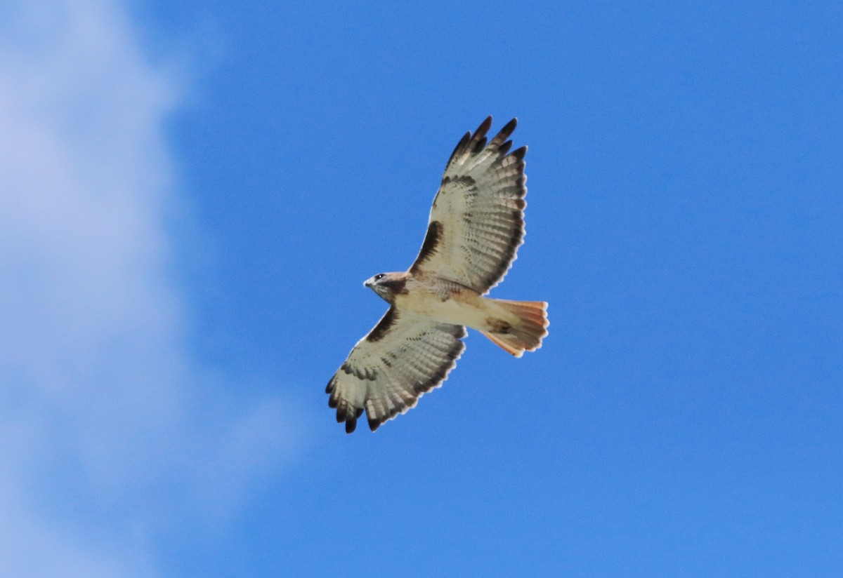 Red-tailed Hawk - ML610705870