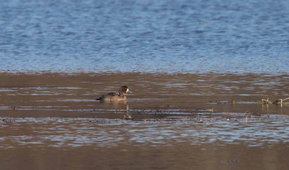 Lesser Scaup - ML610706043