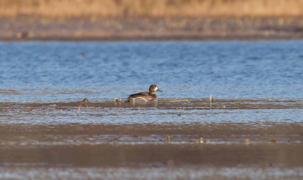 Lesser Scaup - ML610706044