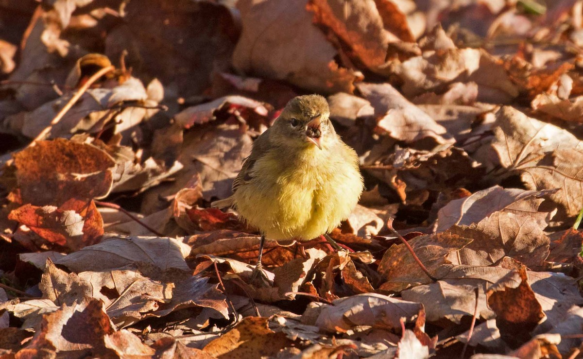 Palm Warbler - ML610706056