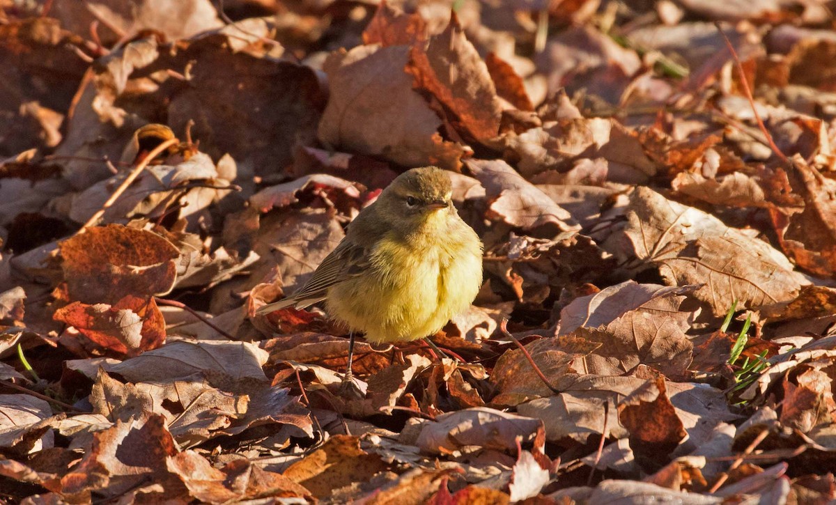 Palm Warbler - ML610706058