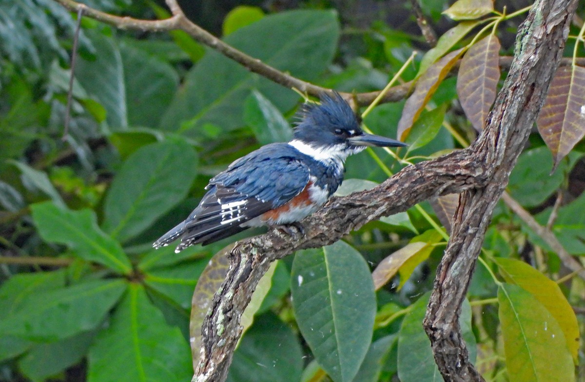 Martin-pêcheur d'Amérique - ML610706073