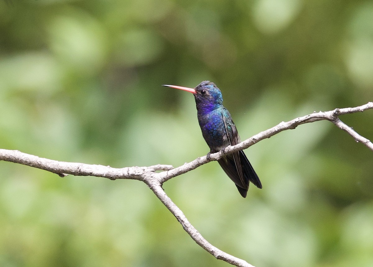 Turquoise-crowned Hummingbird - ML610706348