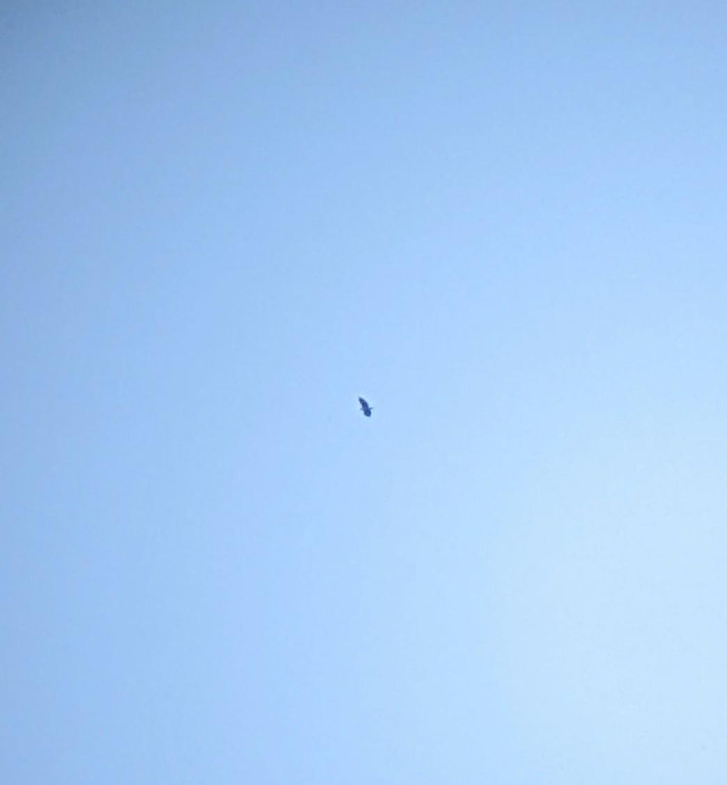 Golden Eagle - ML610706363