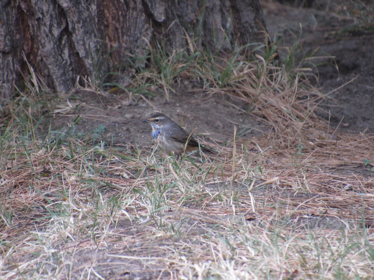 Bluethroat - ML610706423