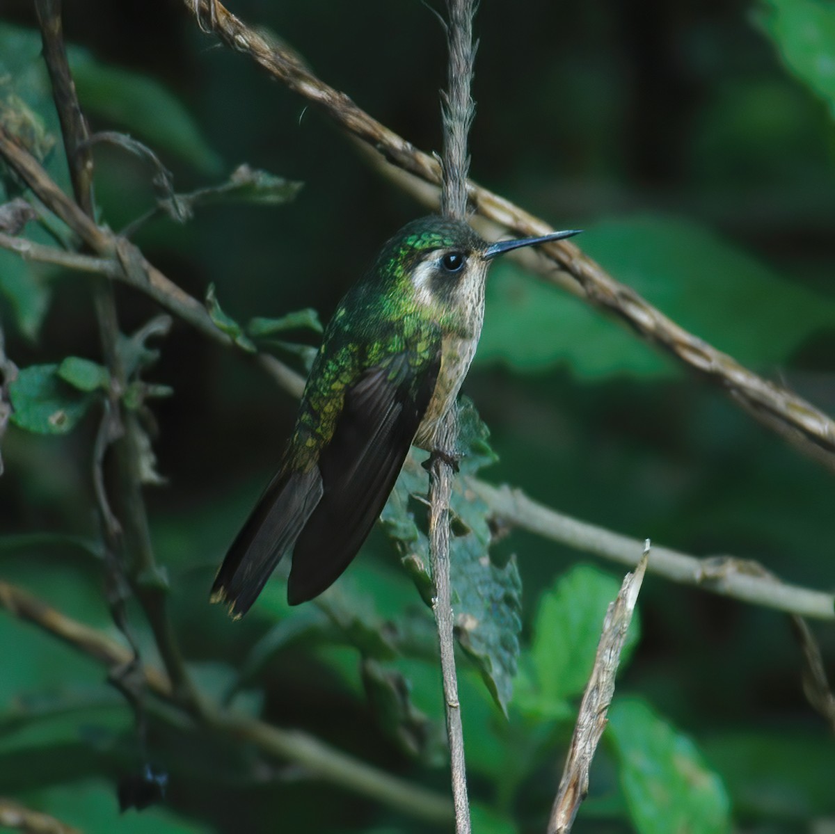 Speckled Hummingbird - ML610706434