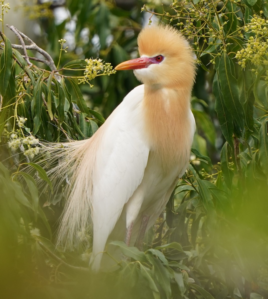 Eastern Cattle Egret - ML610706505