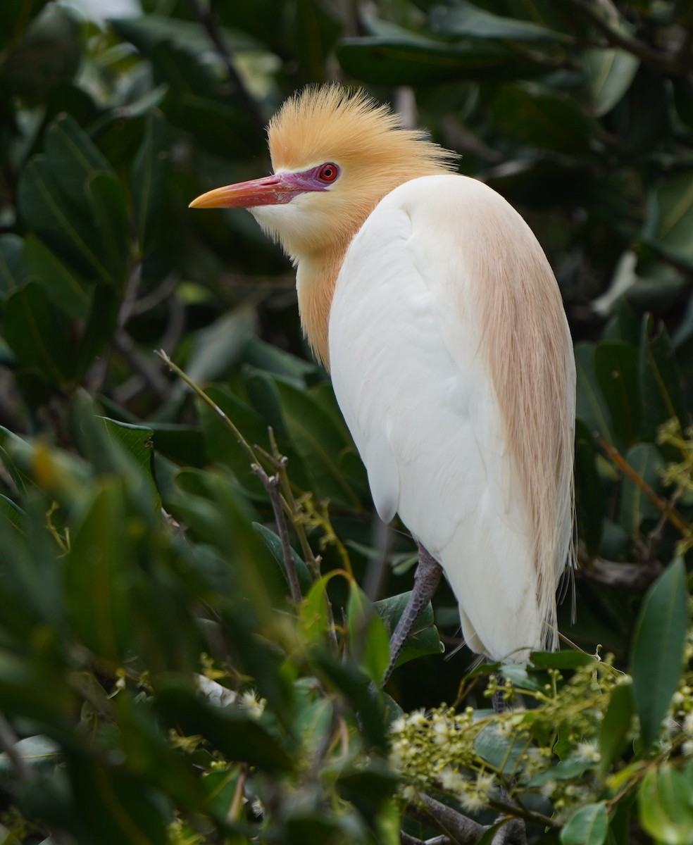 Eastern Cattle Egret - ML610706506