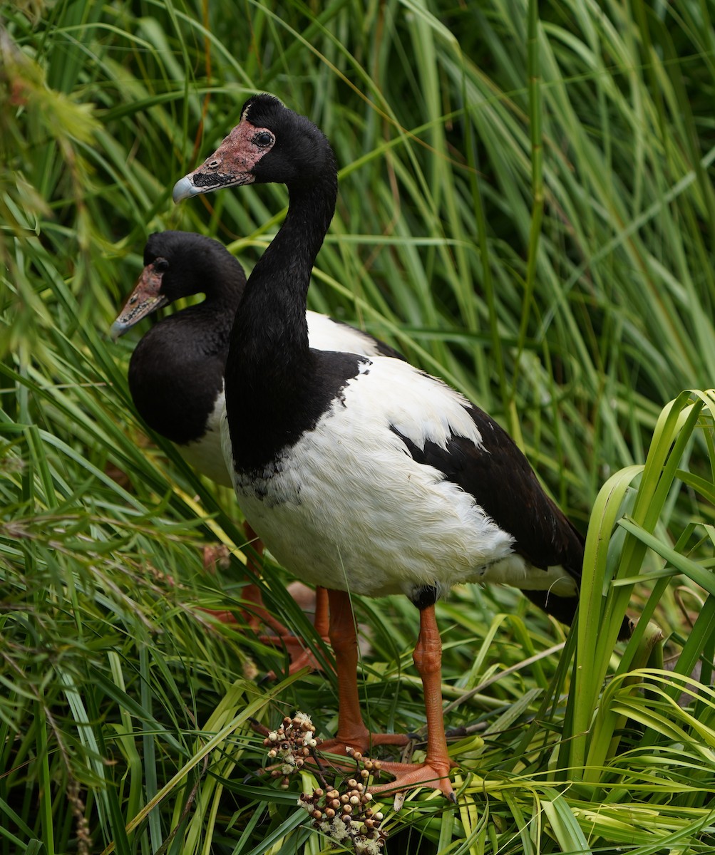 Magpie Goose - Darryl & Rita Larsen