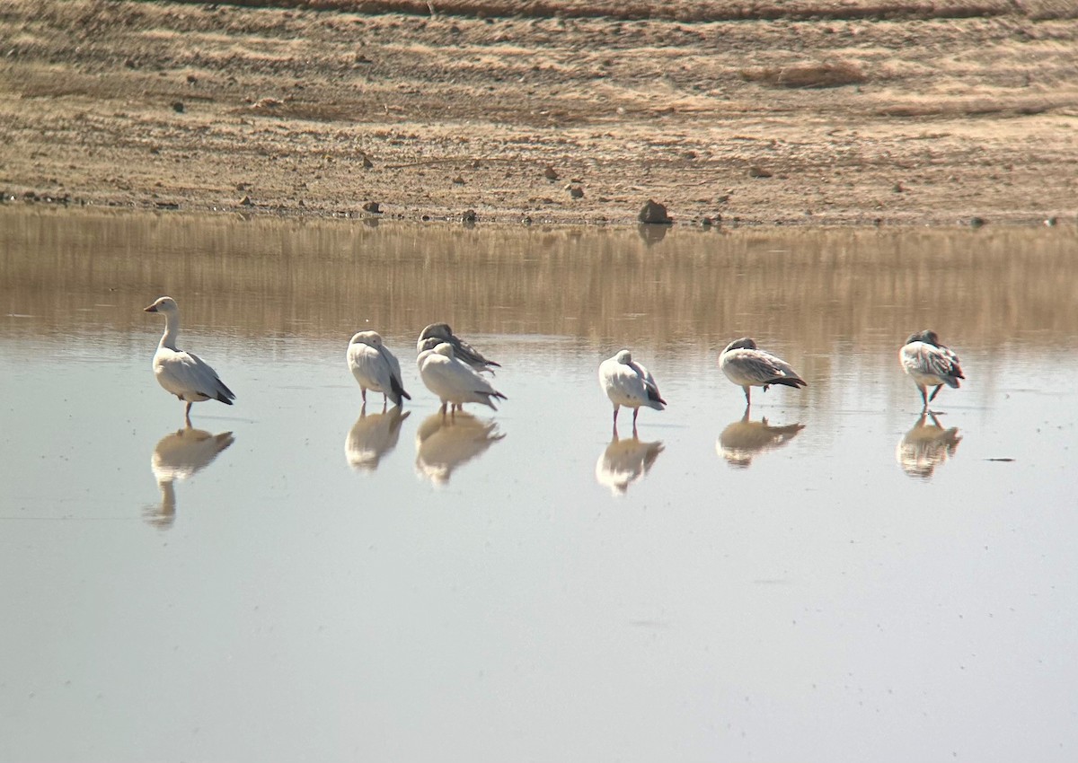 Snow Goose - ML610706573