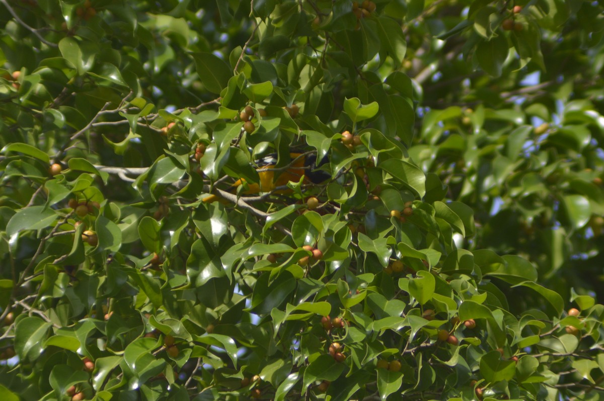 Baltimore Oriole - ML610706605