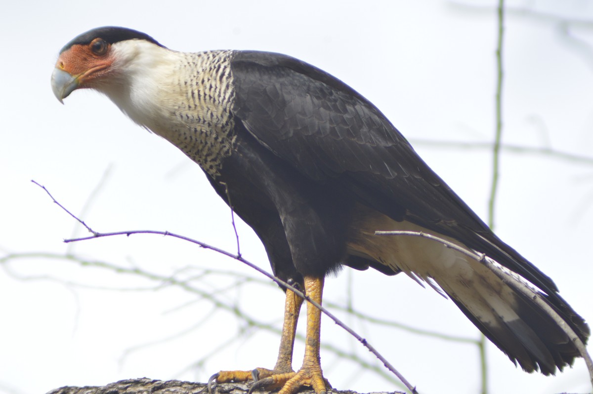 Crested Caracara - ML610706621