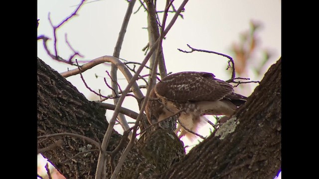 Red-tailed Hawk - ML610706627