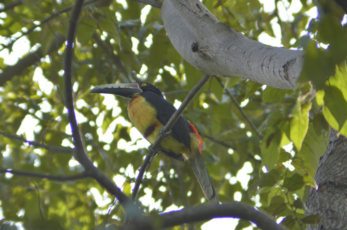 Collared Aracari - ML610706634