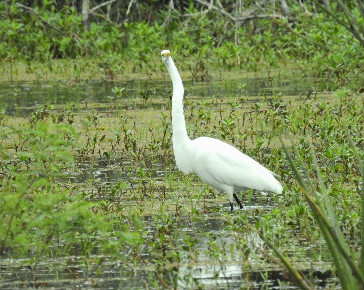 Great Egret - Cláudio Jorge De Castro Filho