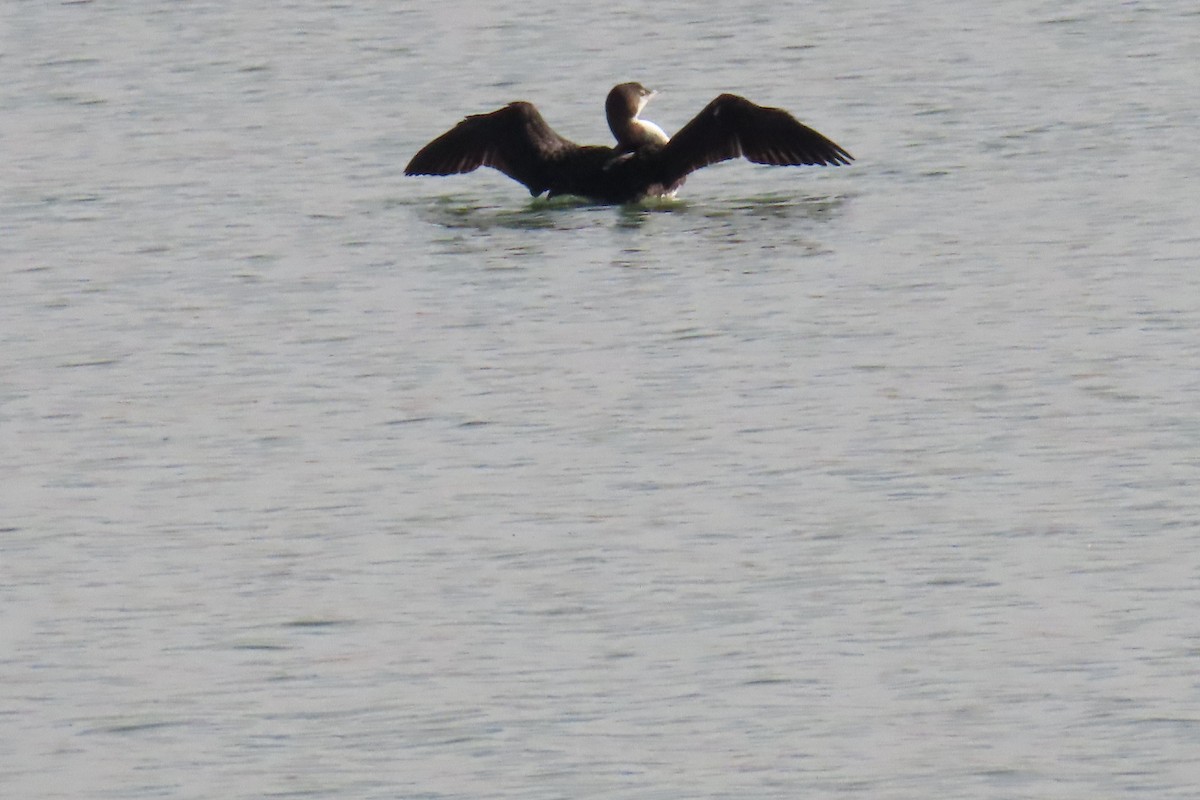 Common Loon - Christine Alexander