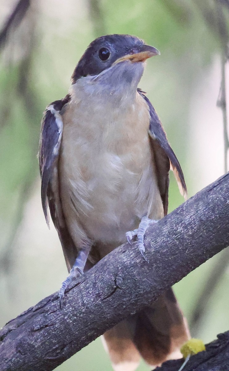 Pied Cuckoo - ML610706826