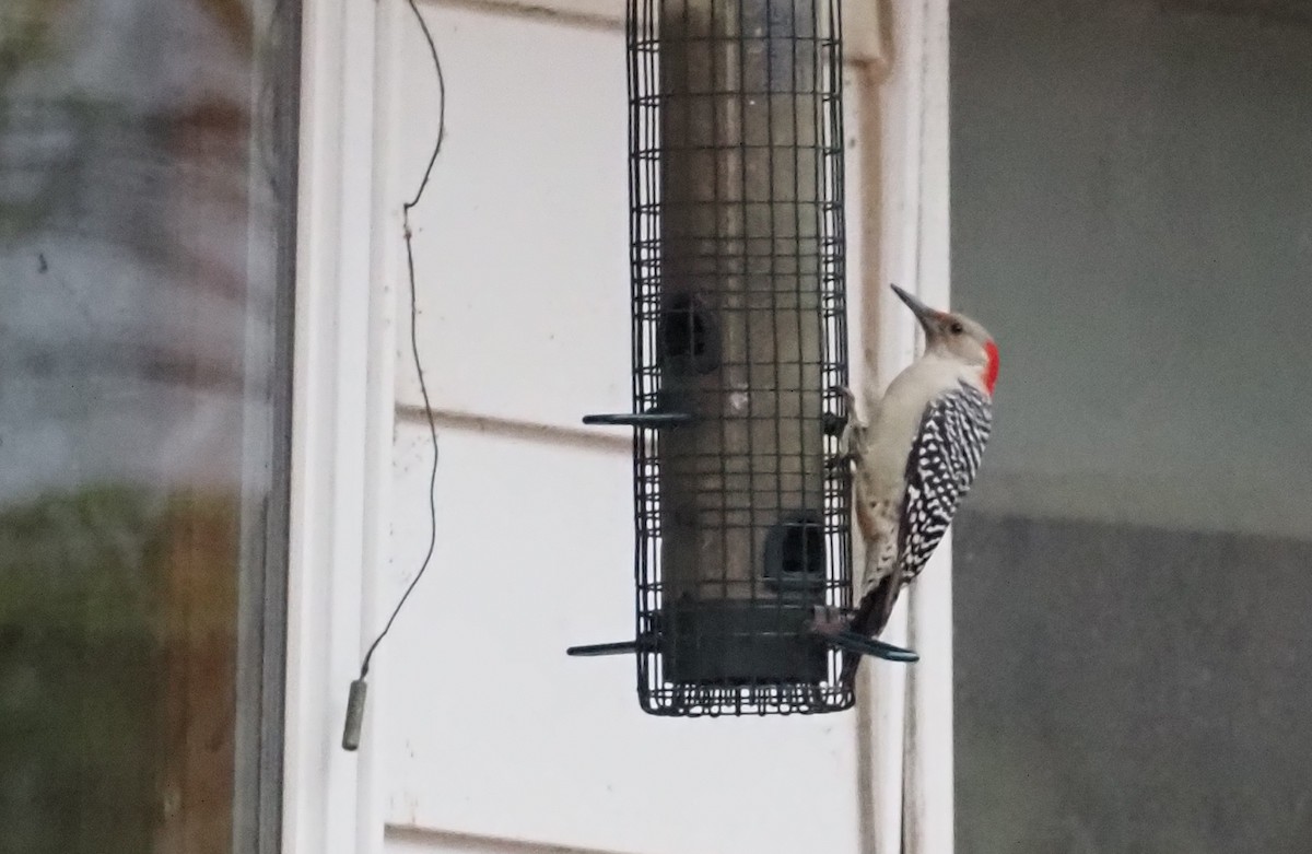 Red-bellied Woodpecker - ML610706866