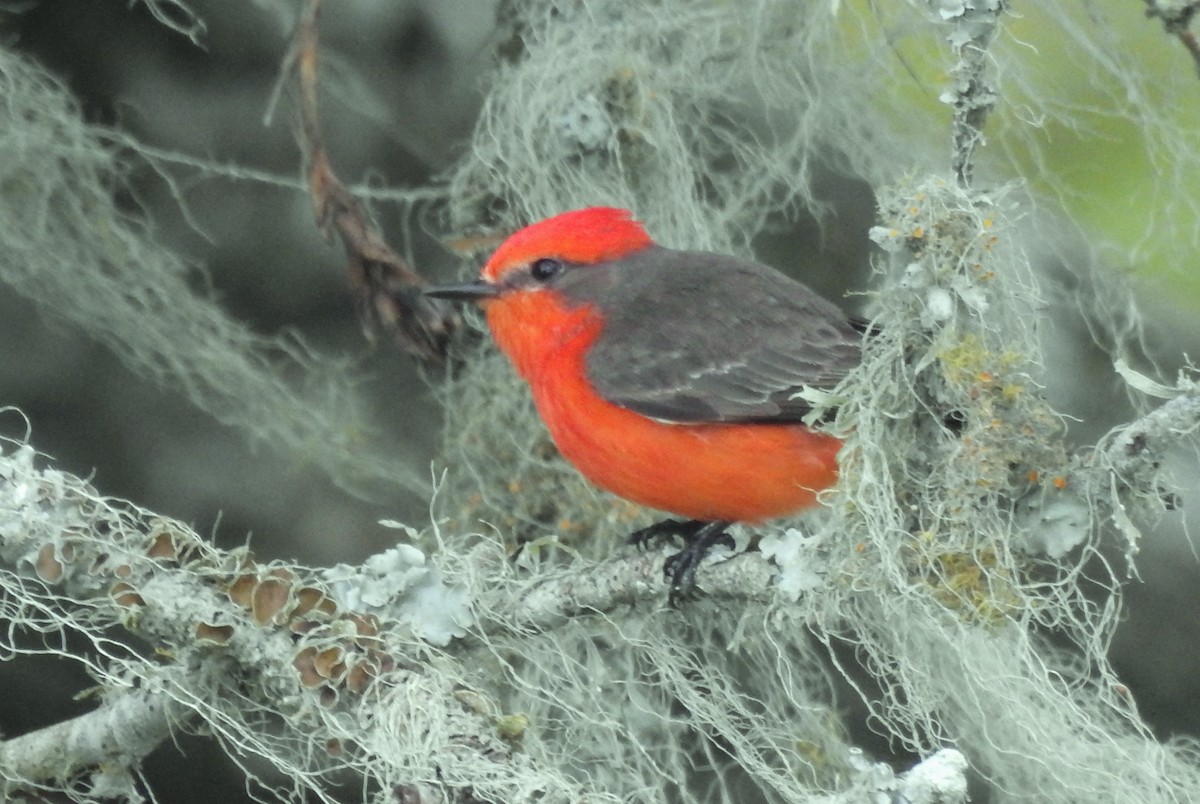 Vermilion Flycatcher - ML610706927