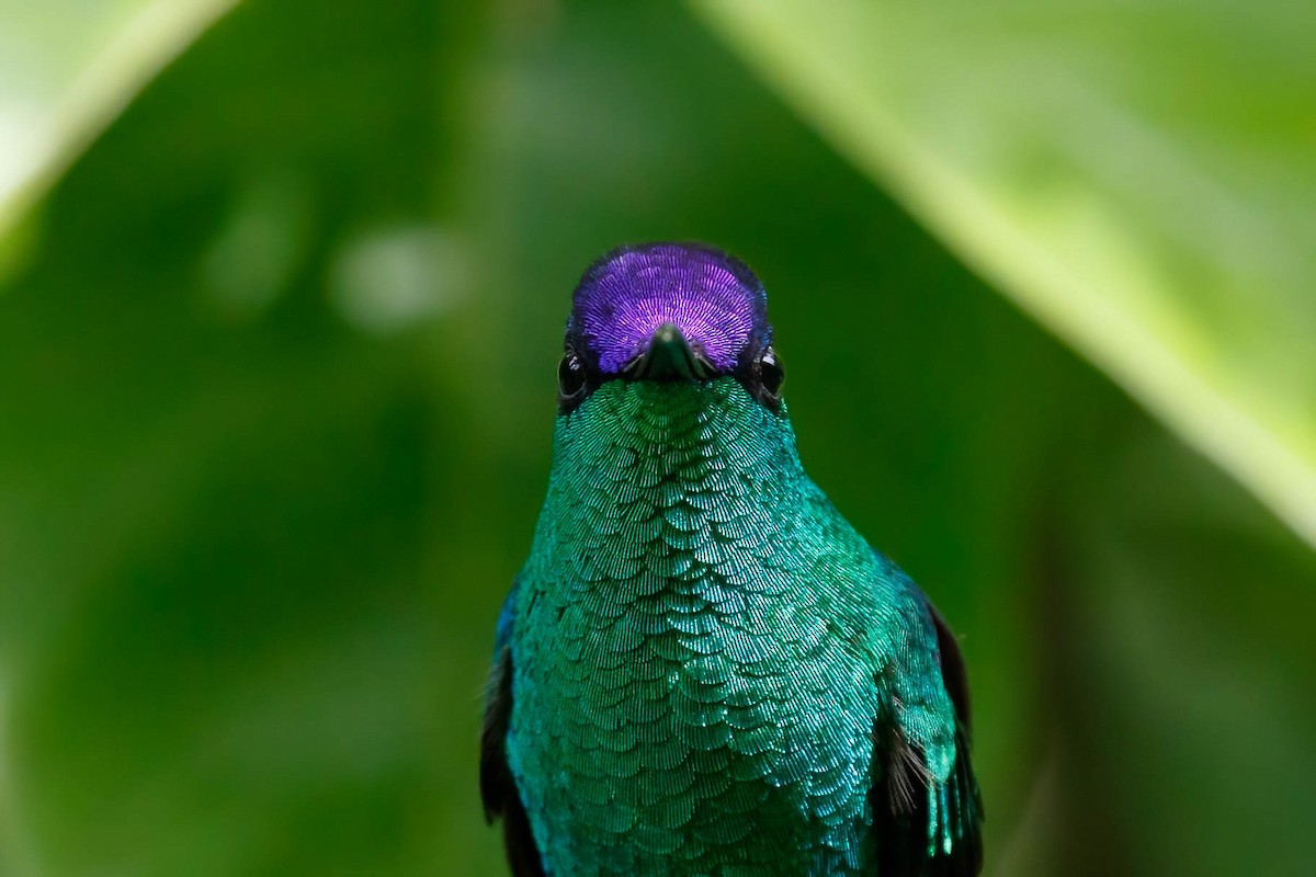 kolibřík fialovotemenný - ML610706994