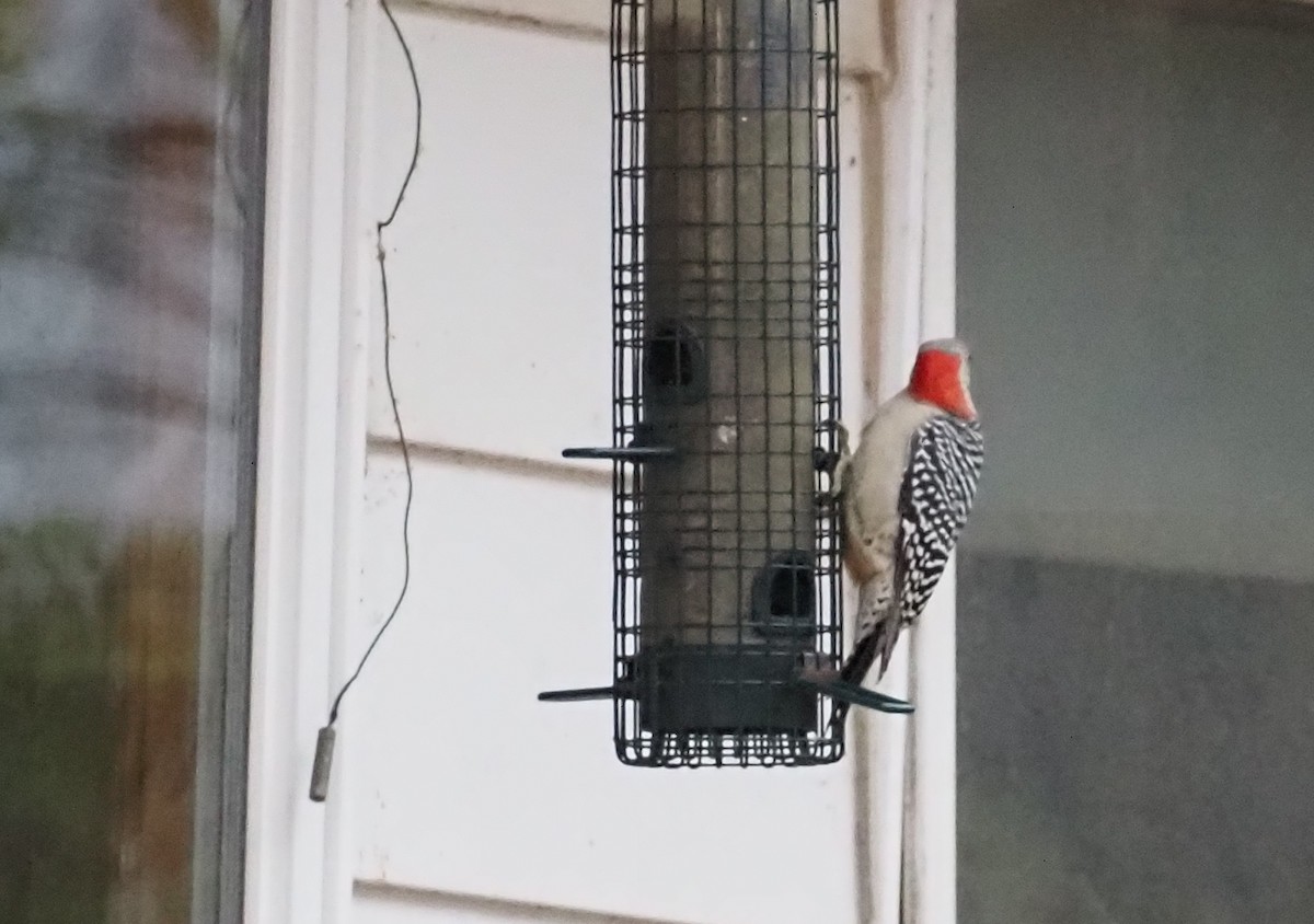 Red-bellied Woodpecker - ML610707009