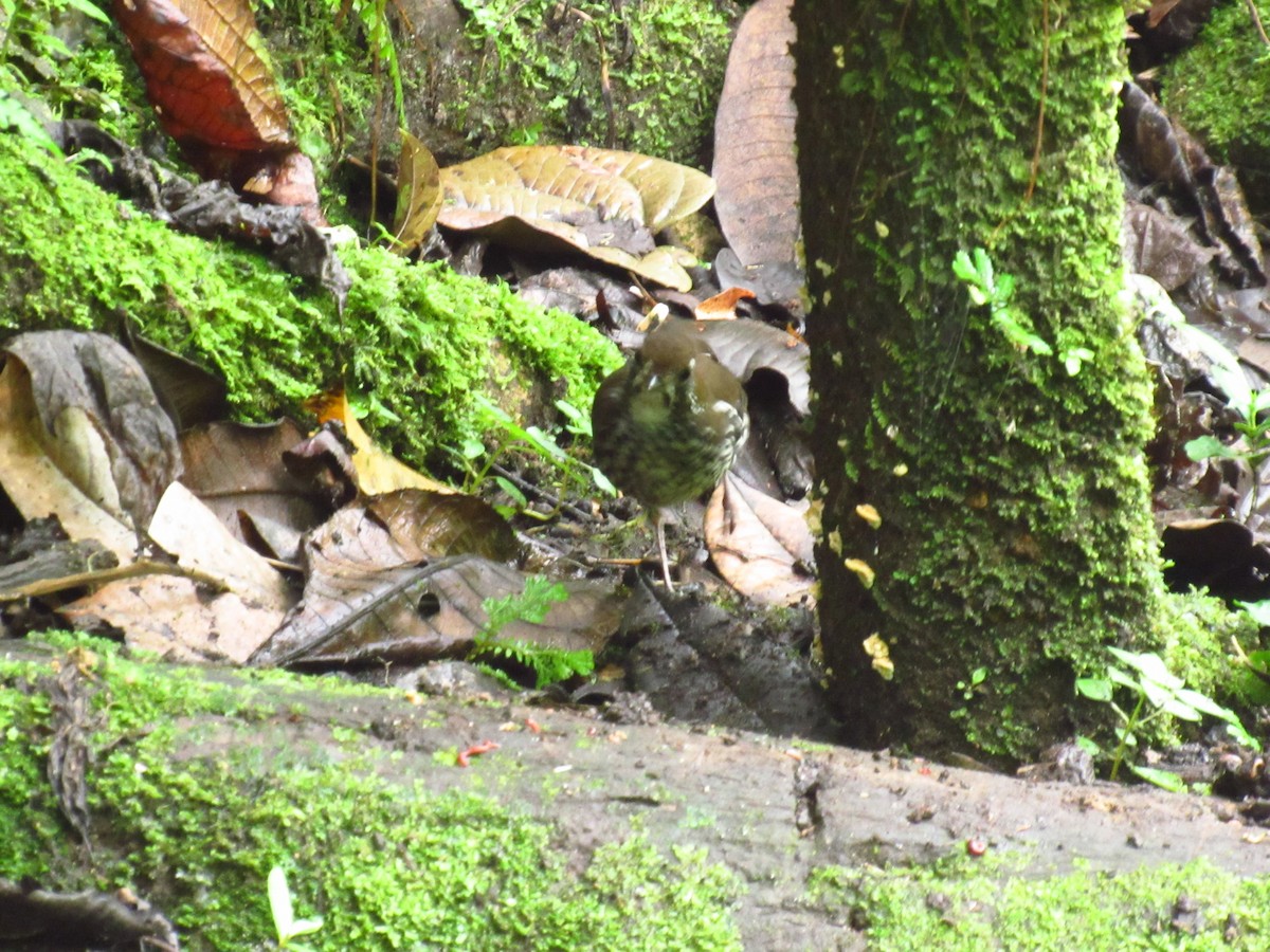 Schwartz's Antthrush - ML610707081