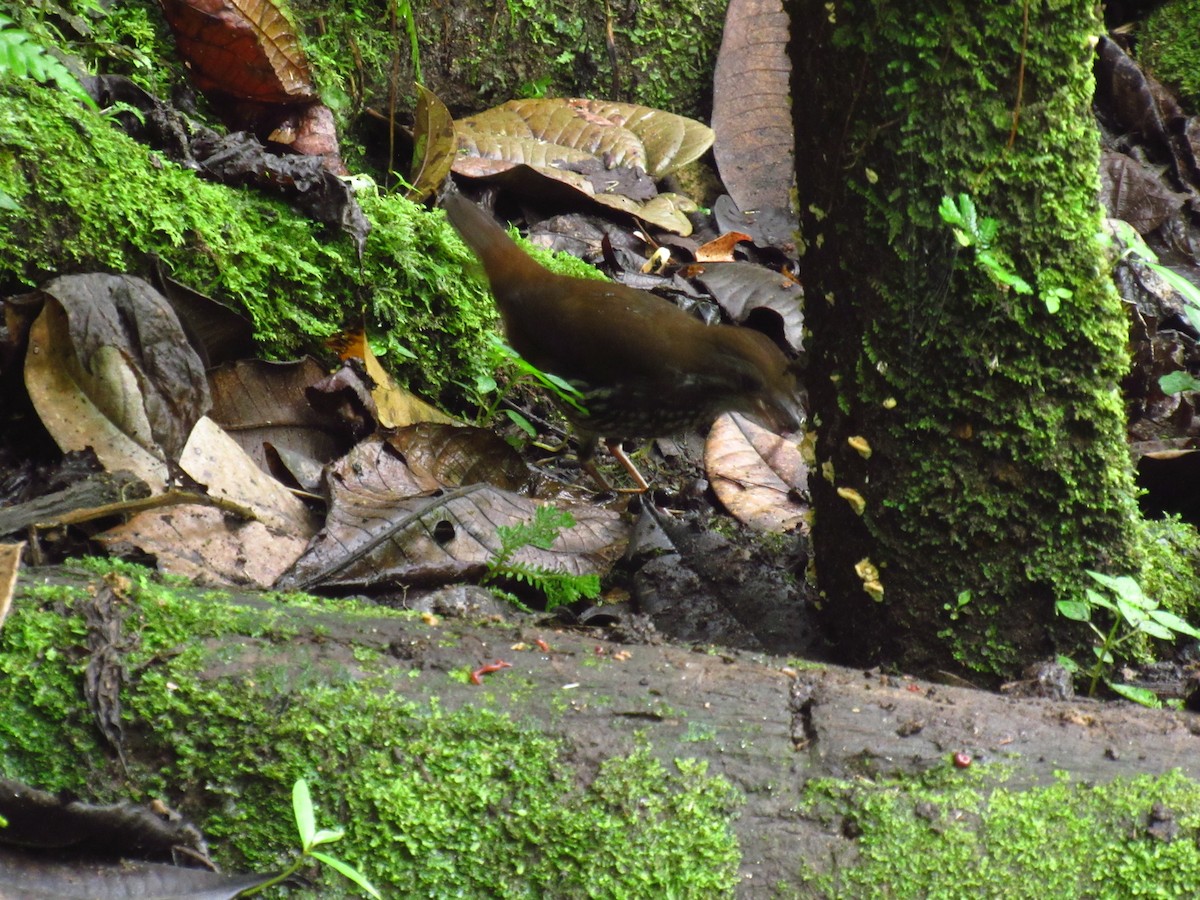 Schwartz's Antthrush - ML610707082