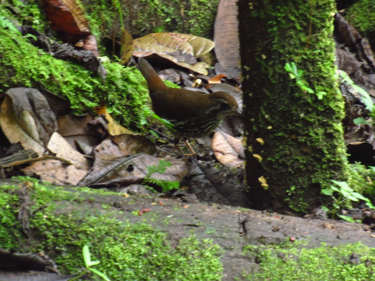 Schwartz's Antthrush - ML610707083