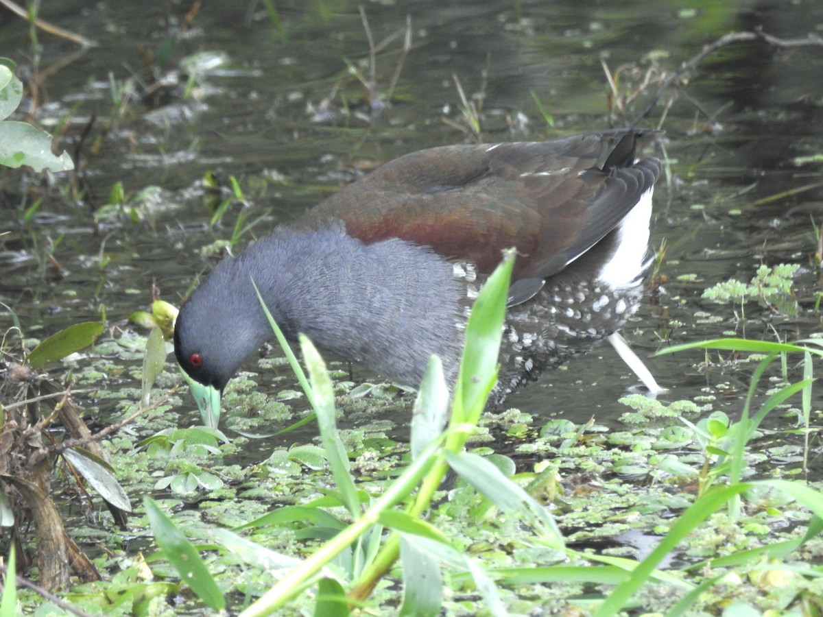 Spot-flanked Gallinule - ML610707085