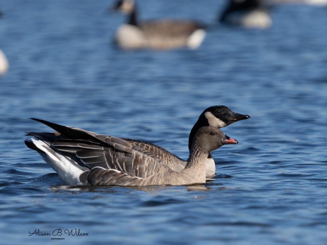 Pink-footed Goose - ML610707176