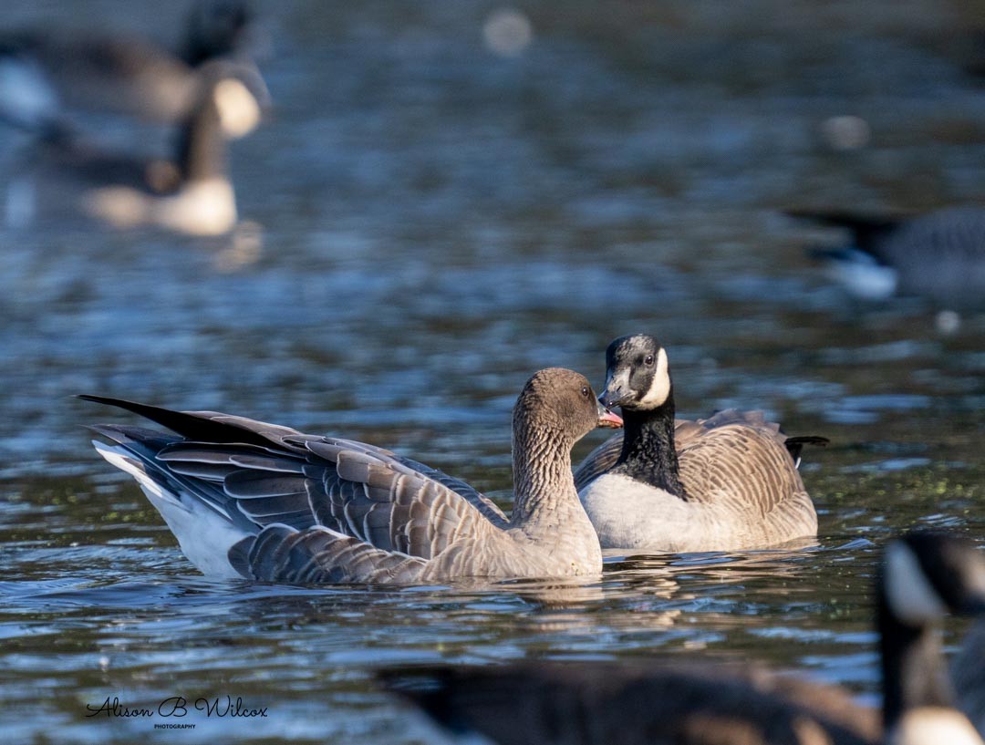 Pink-footed Goose - ML610707177