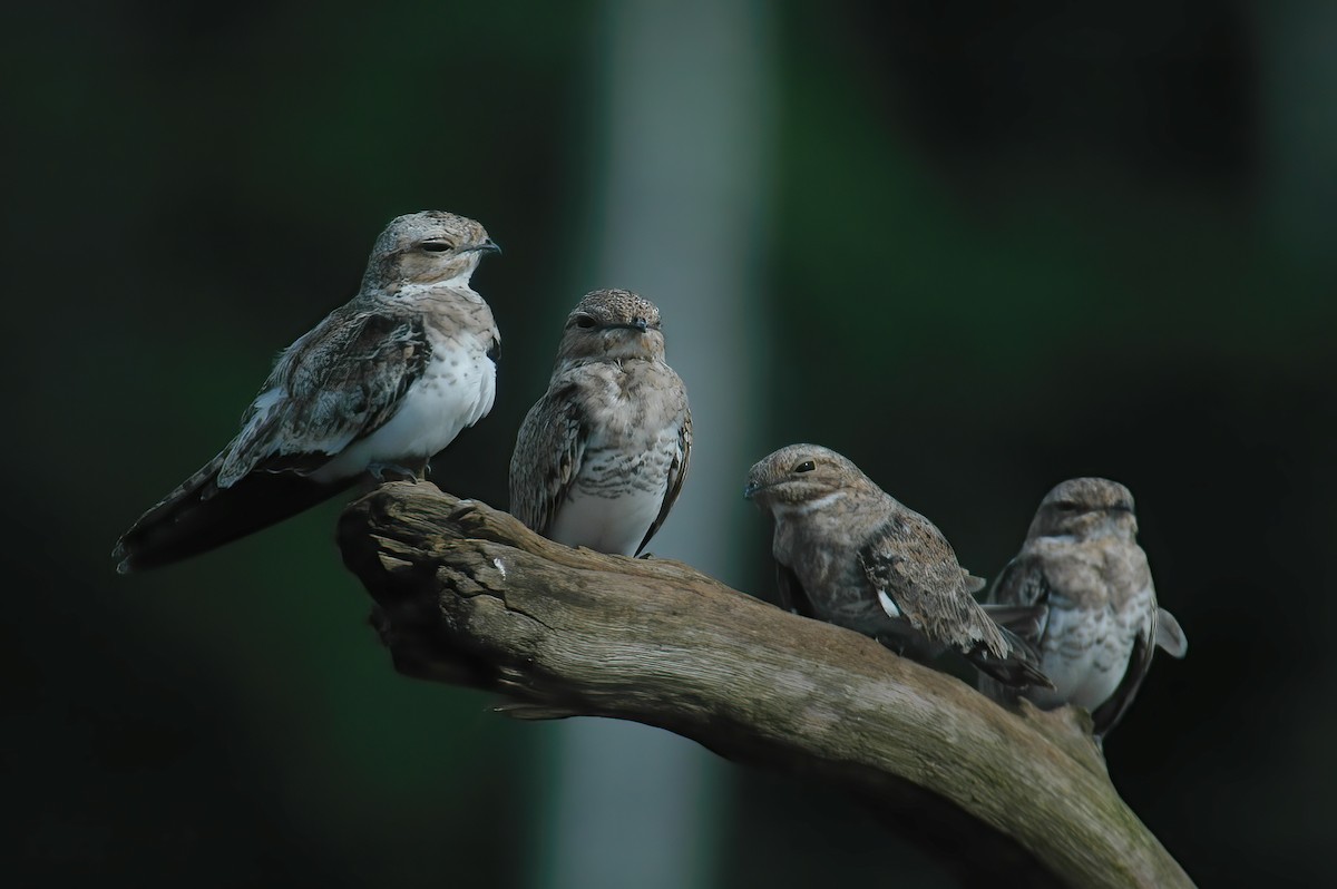 Sand-colored Nighthawk - ML610707256