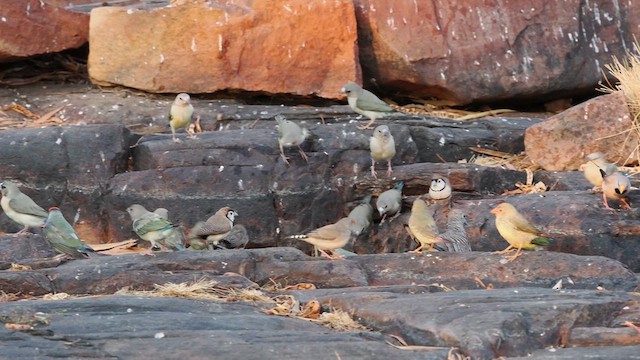 Gouldian Finch - ML610707274