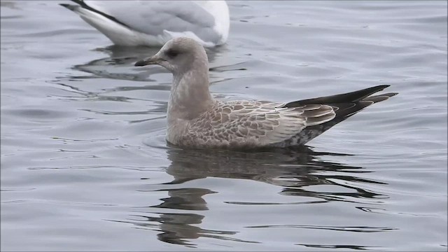 Short-billed Gull - ML610707289