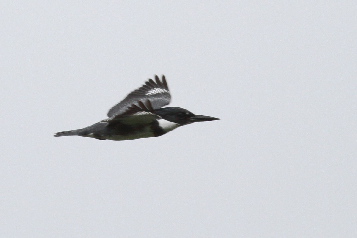 Belted Kingfisher - ML610707290