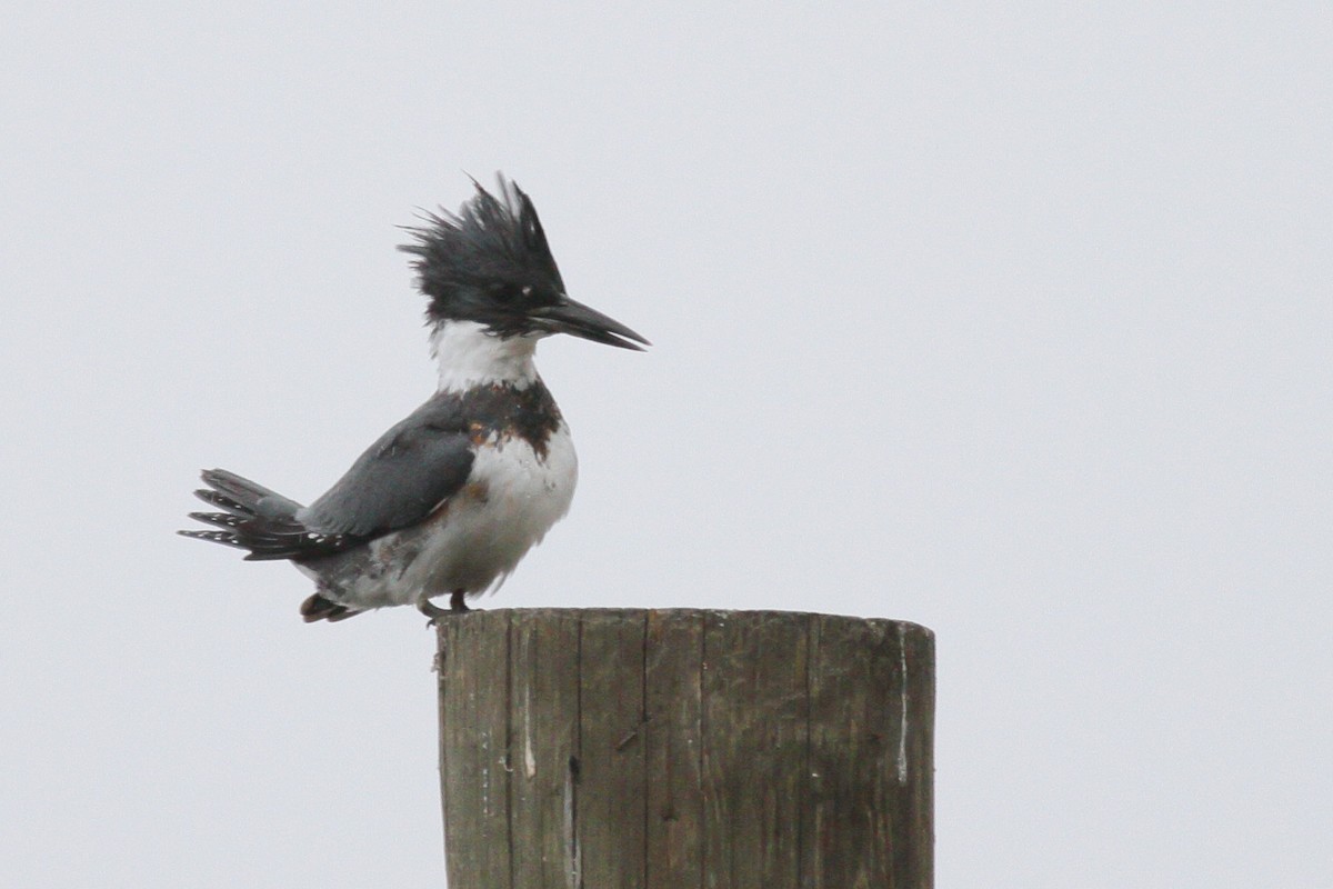 Belted Kingfisher - ML610707295