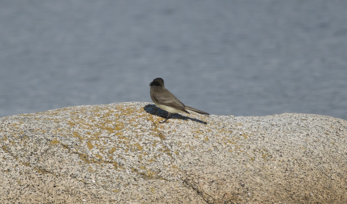 Eastern Phoebe - ML610707338