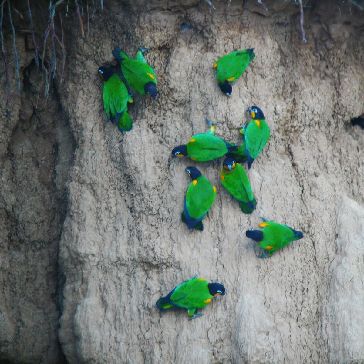 Orange-cheeked Parrot - ML610707354