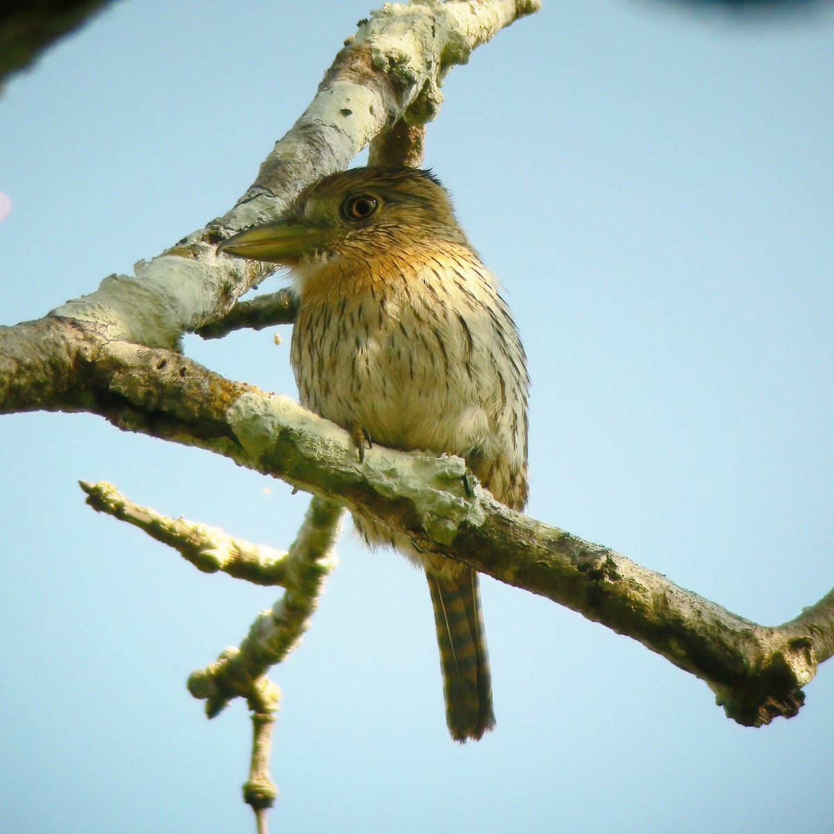 Western Striolated-Puffbird - ML610707482