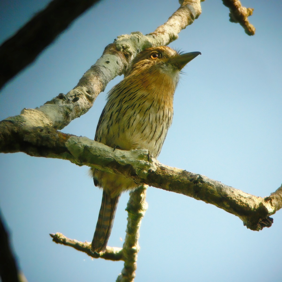 Western Striolated-Puffbird - ML610707483