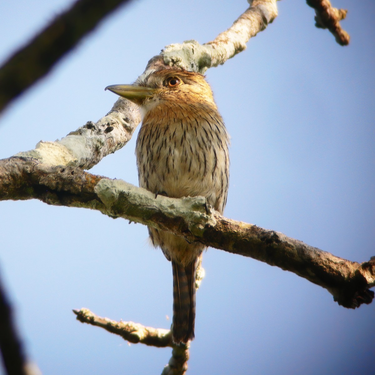 Western Striolated-Puffbird - ML610707485