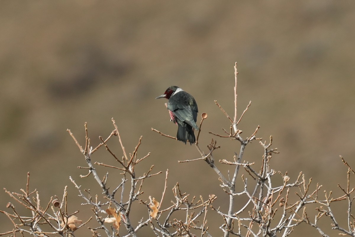 Lewis's Woodpecker - ML610707508